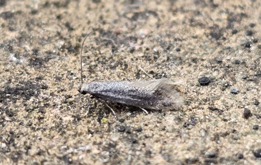 Photo of Little Dwarf (Elachista canapennella)